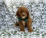 Small #1 Cavapoo (Miniature)