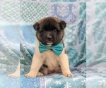 Small Photo #6 Akita Puppy For Sale in PARADISE, PA, USA