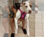 Small American Pit Bull Terrier Mix
