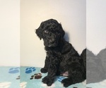 Small Photo #18 Poodle (Standard) Puppy For Sale in ELMWOOD, WI, USA