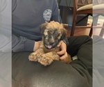 Puppy 2 Soft Coated Wheaten Terrier