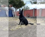 Small Photo #74 German Shepherd Dog Puppy For Sale in HAYWARD, CA, USA