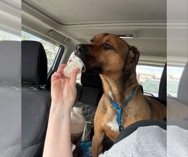 Medium Photo #7 Black Mouth Cur-Boxer Mix Puppy For Sale in Winston Salem, NC, USA