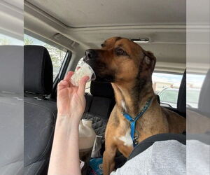 Barry - Male Black Mouth Cur-Boxer Mix Dog for Adoption - Photo #7