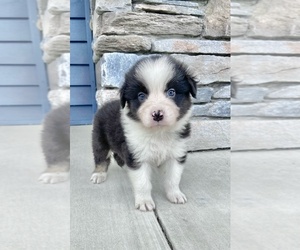 Australian Shepherd Puppy for sale in ROBERTS, IL, USA