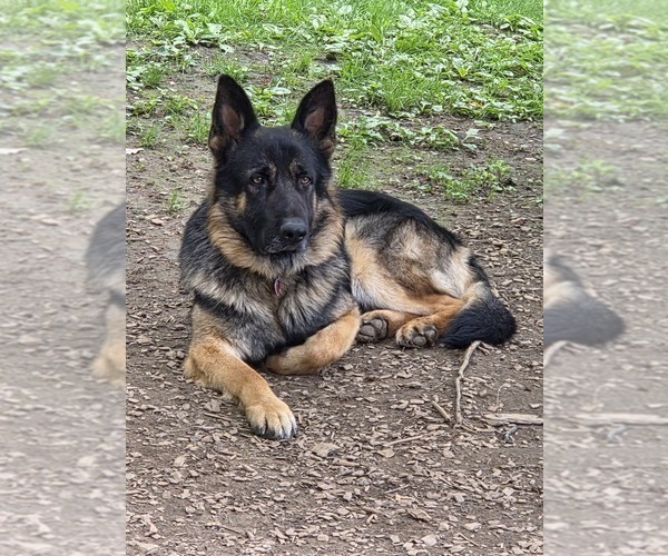 Medium Photo #1 German Shepherd Dog Puppy For Sale in WATERBURY, CT, USA