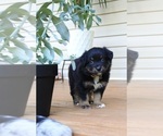 Small #3 Miniature Australian Shepherd