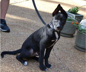 German Shepherd Dog-Unknown Mix Dogs for adoption in Germanton, TN, USA