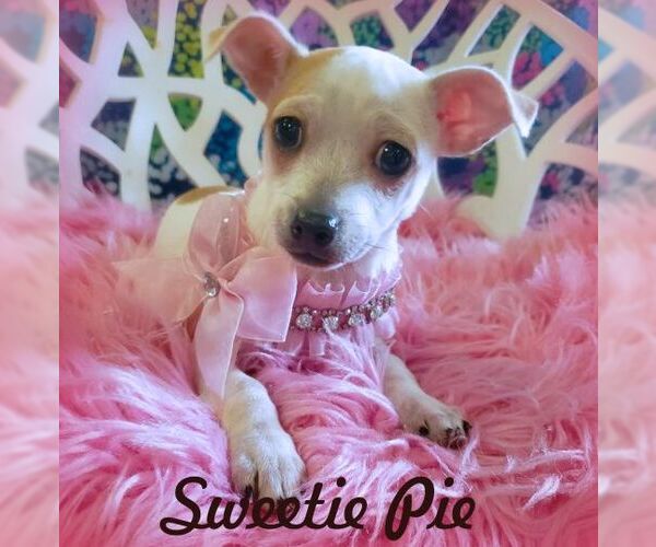 Medium Photo #1 Chihuahua-Unknown Mix Puppy For Sale in Chino Hills, CA, USA