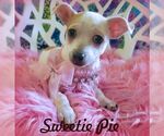 Small Chihuahua Mix