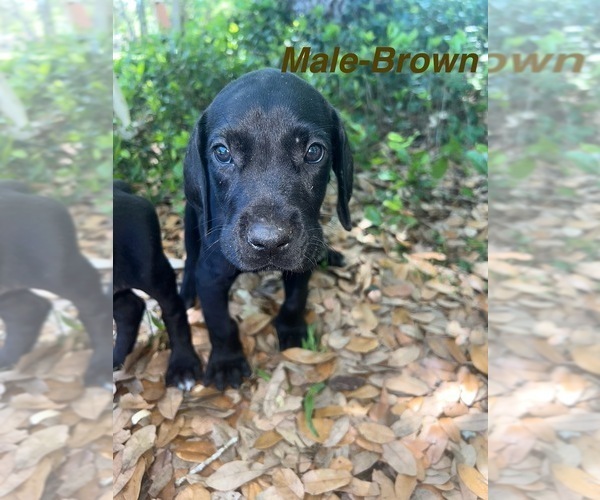 Medium Photo #10 Great Dane Puppy For Sale in FORT DENAUD, FL, USA
