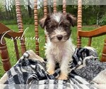 Puppy Flora Schnauzer (Miniature)