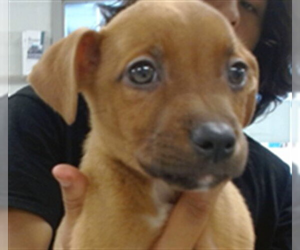 Medium Photo #1 Labrador Retriever-Unknown Mix Puppy For Sale in Oklahoma City, OK, USA