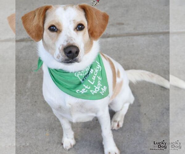 Medium Photo #5 Collie-Unknown Mix Puppy For Sale in Washington, DC, USA