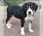 Small #1 Bluetick Coonhound-Treeing Walker Coonhound Mix