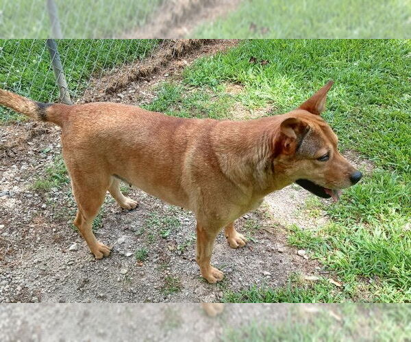 Medium Photo #2 Mutt Puppy For Sale in Cabool, MO, USA