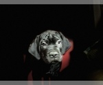 Small Photo #37 Cane Corso Puppy For Sale in COTTAGE GROVE, OR, USA