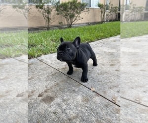 French Bulldog Puppy for sale in TAMPA, FL, USA