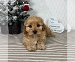 Small #4 Cavapoo (Miniature)