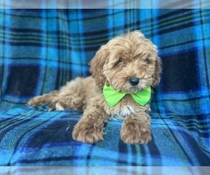 Cavapoo Puppy for sale in LAKELAND, FL, USA
