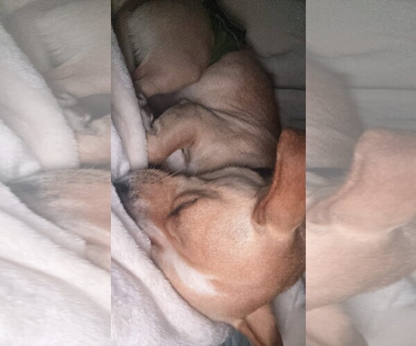 Medium Photo #4 Chihuahua-Unknown Mix Puppy For Sale in New London, WI, USA