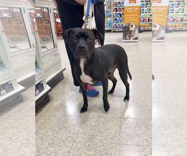 Medium Photo #8 American Staffordshire Terrier-Unknown Mix Puppy For Sale in Minneapolis, MN, USA