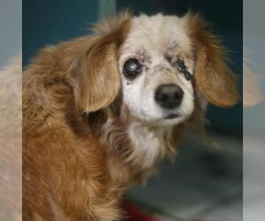 Fox Terrier (Toy)-Unknown Mix Dogs for adoption in San Antonio, TX, USA