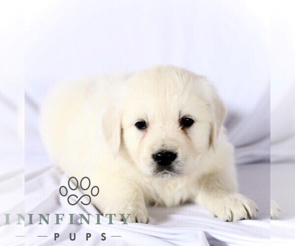 Medium Photo #3 English Cream Golden Retriever Puppy For Sale in GORDONVILLE, PA, USA