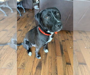 Labrador Retriever-Unknown Mix Dogs for adoption in FRAMINGHAM, MA, USA