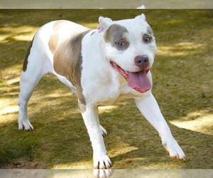 American Staffordshire Terrier-Unknown Mix Dogs for adoption in Tallahassee, FL, USA