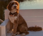 Small Photo #1 Miniature Labradoodle Puppy For Sale in SYCAMORE, IL, USA