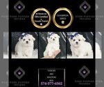 Puppy Vanico AKC Maltese