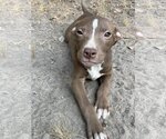 Small Photo #21 Labrador Retriever-Staffordshire Bull Terrier Mix Puppy For Sale in McKinney, TX, USA
