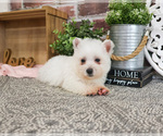 Small #3 West Highland White Terrier