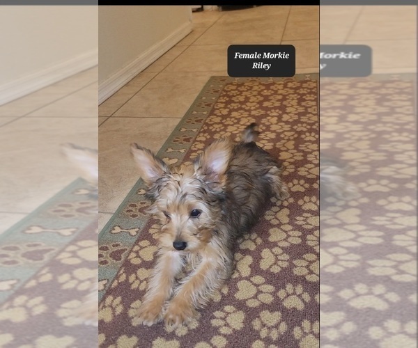 Medium Photo #3 Morkie Puppy For Sale in TUCSON, AZ, USA