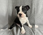 Small #3 Boston Terrier