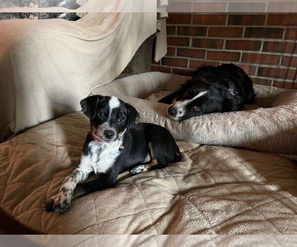 Medium Photo #2 Mutt Puppy For Sale in Garden City, NY, USA