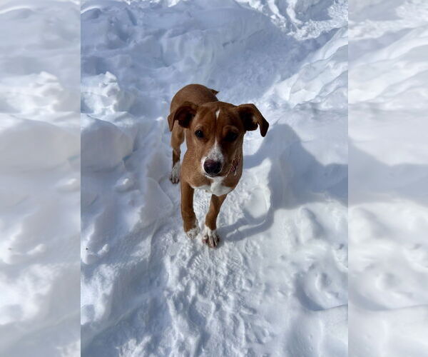 Medium Photo #6 Labrador Retriever-Unknown Mix Puppy For Sale in Brewster, NY, USA