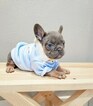 Small Photo #11 French Bulldog Puppy For Sale in MARYSVILLE, WA, USA
