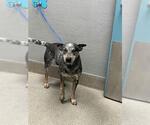 Small Mutt