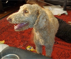 Poodle (Standard) Puppy for sale in RIPLEY, TN, USA