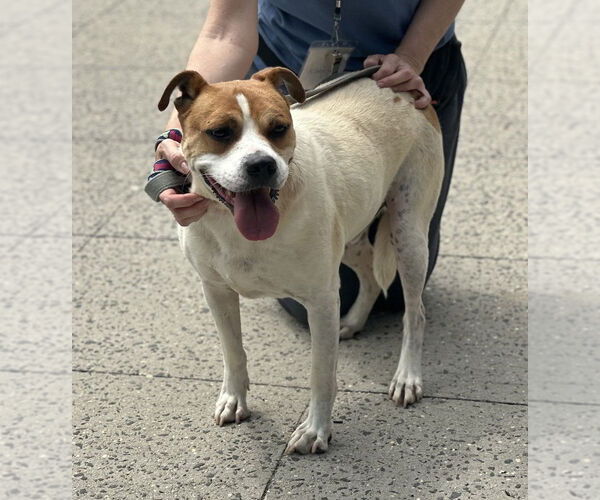 Medium Photo #5 Bulldog-Unknown Mix Puppy For Sale in Elmsford, NY, USA