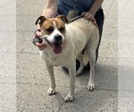Small #4 Bulldog Mix