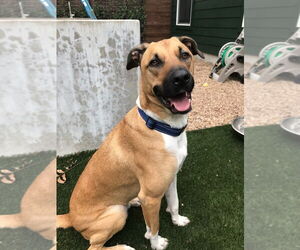 Black Mouth Cur Dogs for adoption in Fort Worth, TX, USA