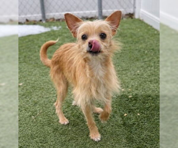 Medium Photo #4 Chihuahua Puppy For Sale in Canton, CT, USA