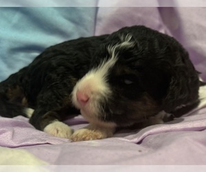 Miniature Bernedoodle Puppy for sale in LONGMONT, CO, USA