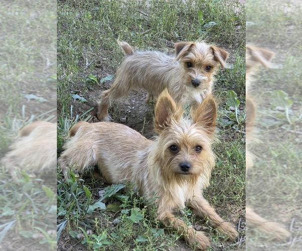 Medium Photo #5 Yorkshire Terrier Puppy For Sale in HUDDLESTON, VA, USA