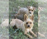 Small #4 Yorkshire Terrier