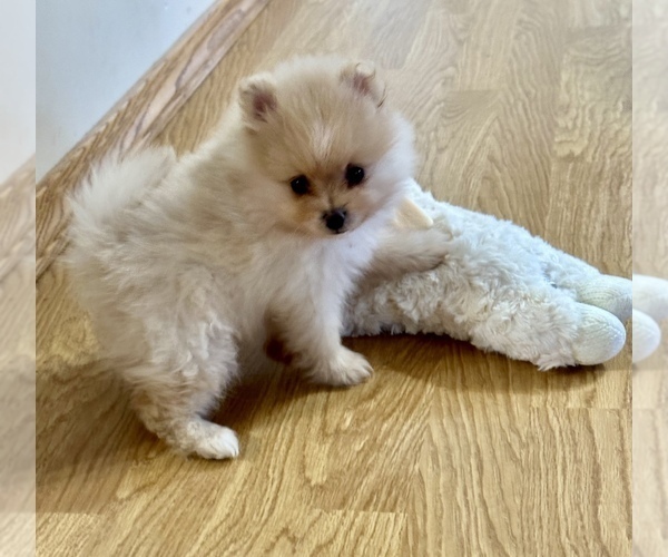 Medium Photo #1 Pomeranian Puppy For Sale in SILEX, MO, USA