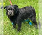 Small #2 Miniature Schnauzer Mix